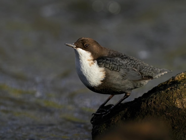 Wasseramsel Cinclus cinclus