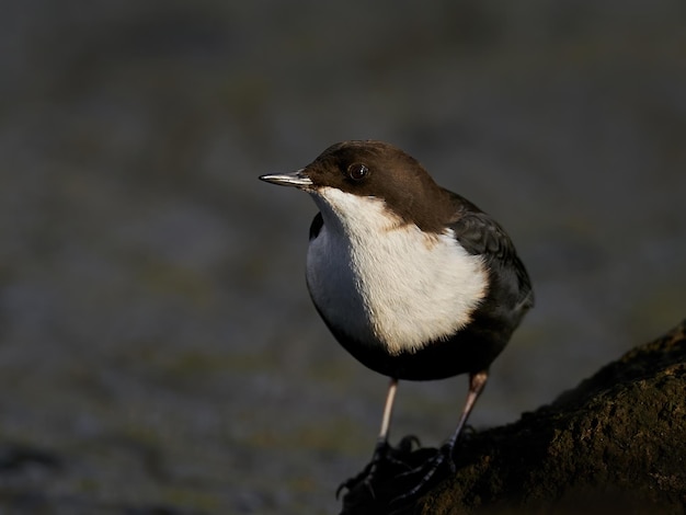 Wasseramsel Cinclus cinclus