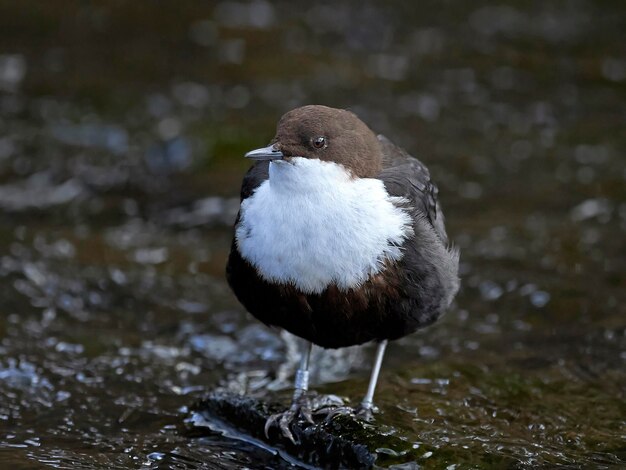 Foto wasseramsel cinclus cinclus