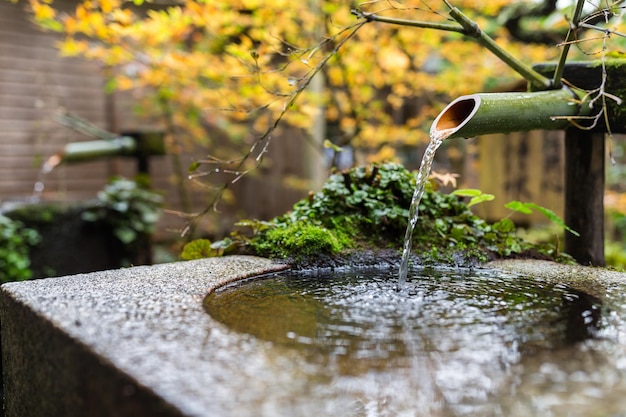 Wasserbambus mit Ahornbaum im japanischen Tempel