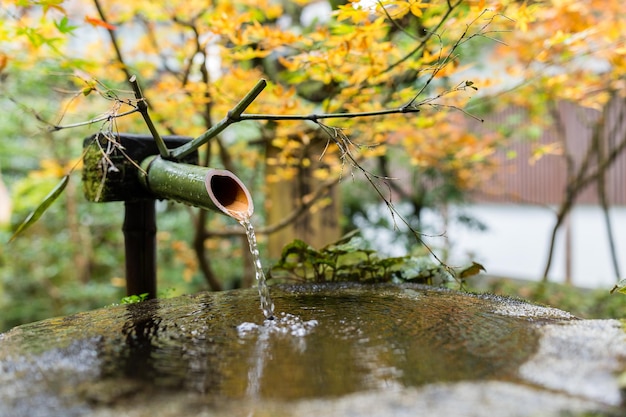 Wasserbambus mit Ahornbaum