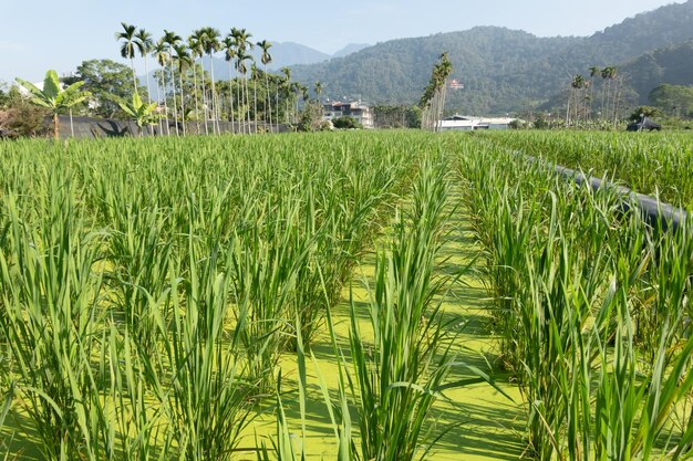 Wasserbambusfarm