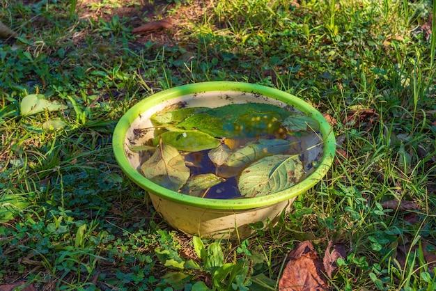 Foto wasserbecher im garten