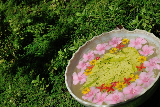 Wasserbecher mit wunderschönen Blumen, verschiedene Hintergrundfarben im Spa-Gesundheits- und Schönheitszentrum