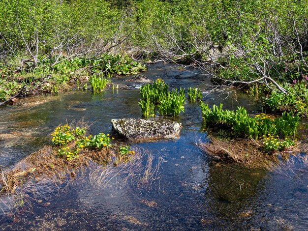 Wasserblumen auf einem klaren Bergfluss