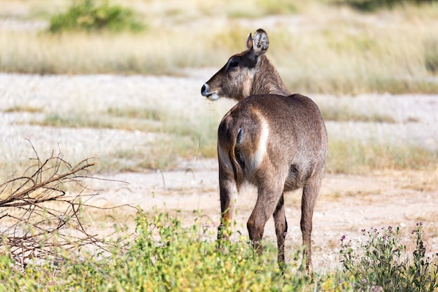 Wasserbock in der Savanne von Kenia