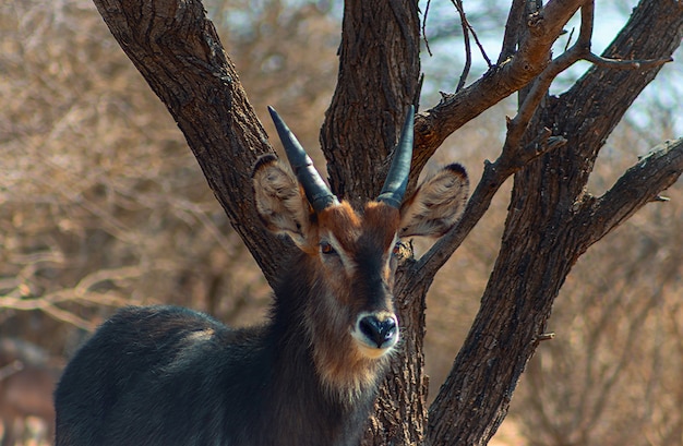 Wasserbock-Männchen hautnah im langen Gras. Etosha-Nationalpark, Namibia. Wilde afrikanische Tiere.