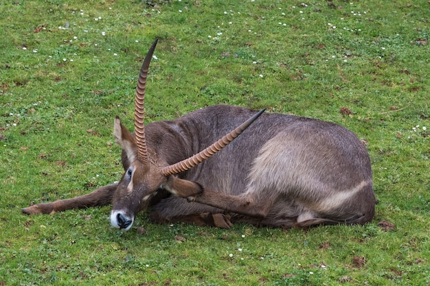 Wasserbock