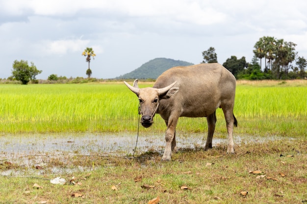 Wasserbüffel auf Feldern eines nassen Paddys in der klaren Farbe.