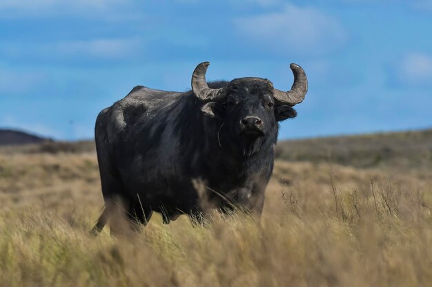 Wasserbüffel Bubalus bubalis Art, die in Argentinien eingeführt wurde La Pampa Provinz Patagonien