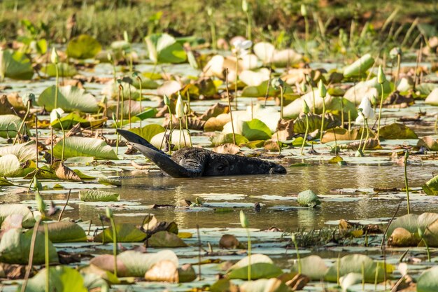 Foto wasserbüffel schwimmen im see