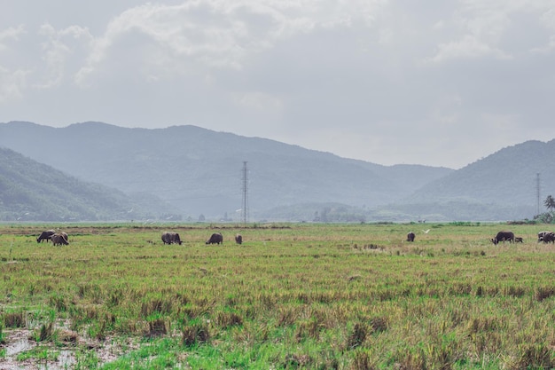 Wasserbüffel stehend grasen Reis Gras Feld Wiese Sonne bewaldeten Berge Hintergrund klarer Himmel Landschaft Landschaft Schönheit der Natur Tiere Konzept Sommertag