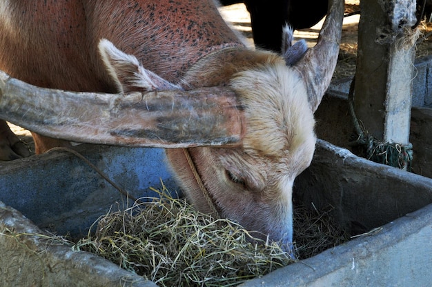 Wasserbüffel und weiße Büffel in Käfigen von Thailand Buffalo Conservation Village oder Baan Kwai Thai für Thais und ausländische Reisende besuchen in Suphanburi in Suphan Buri Thailand