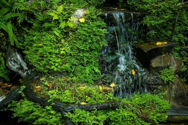 Wasserfall auf grünem Moos und Gebirgsbach