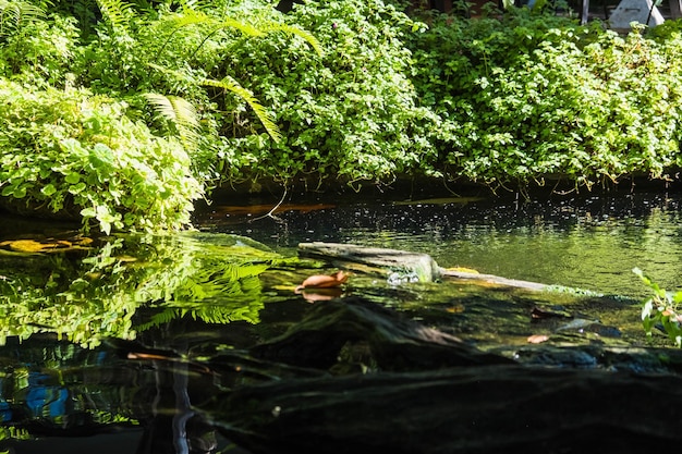 Wasserfall im tropischen Garten während der Frühlingssaison schöne Landschaftsgestaltung mit schönen Pflanzen