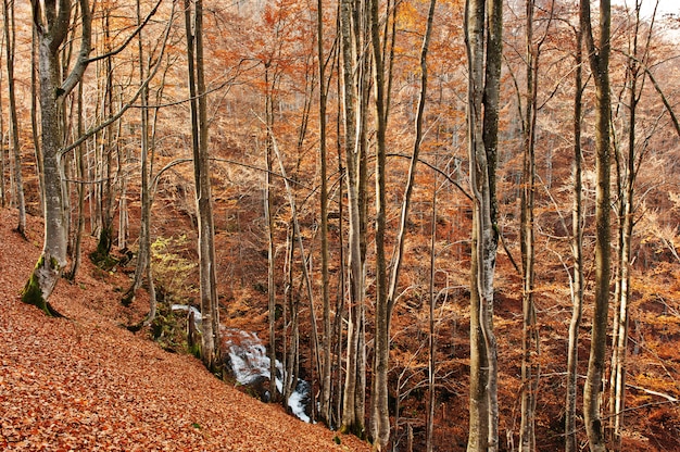 Wasserfall in erstaunlichem Herbstwald auf Bergen