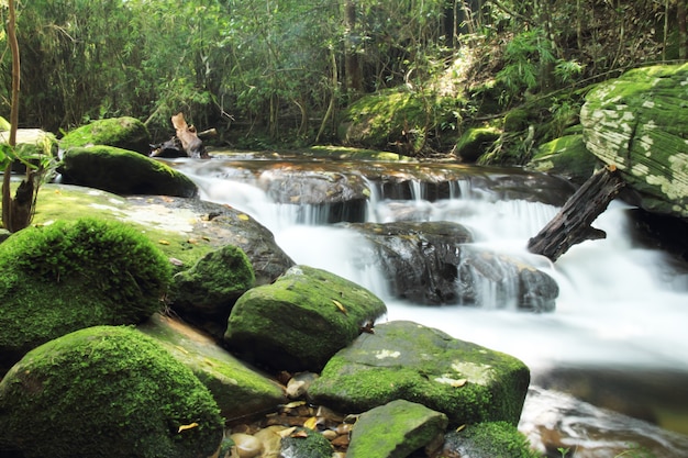 Wasserfall mit üppigem Laub und moosigen Felsen