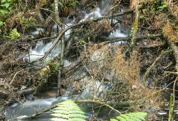 Foto wasserfall und fluss, der durch die pflanzen in einem regenwald in brasilien fließt