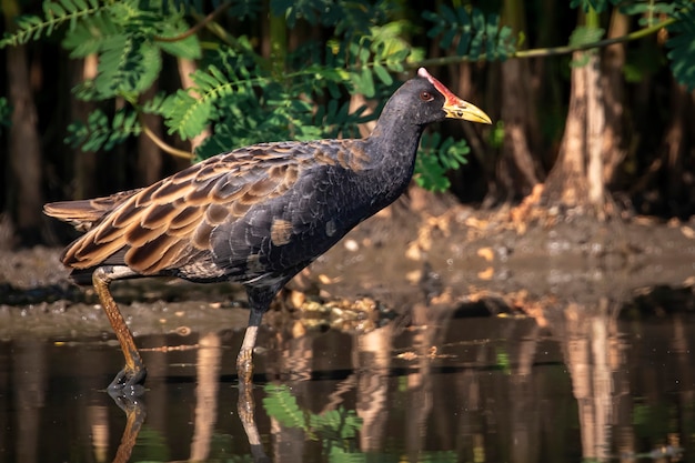 Wasserhahnvogel, der Nahrung im Sumpf auf Natur sucht