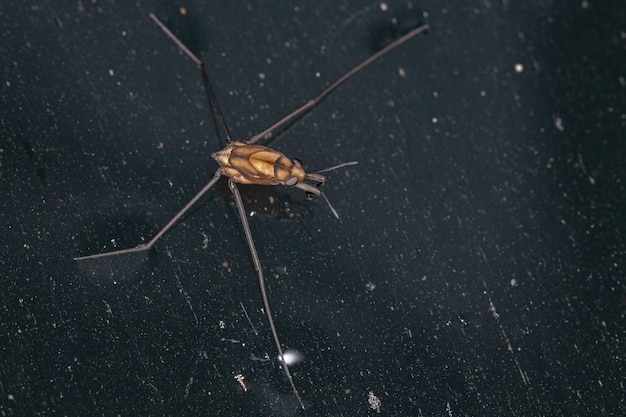 Wasserläuferinsekt der Unterfamilie Trepobatinae