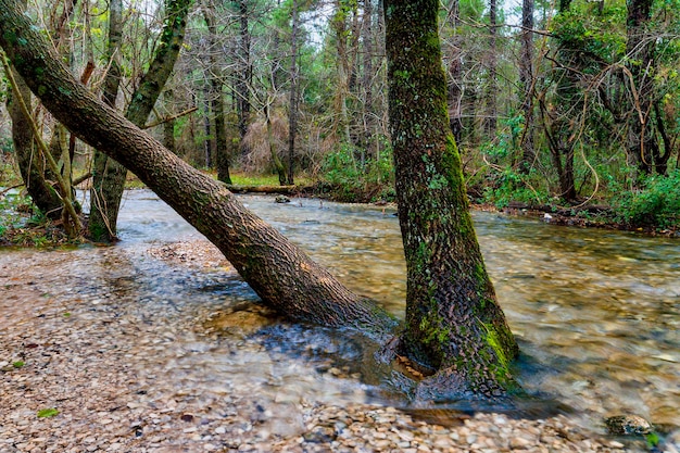 Wasserlauf zwischen Bäumen und Felsen