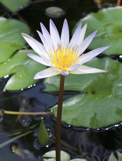 Wasserlilie, die in einem Teich blüht, in Nahaufnahme