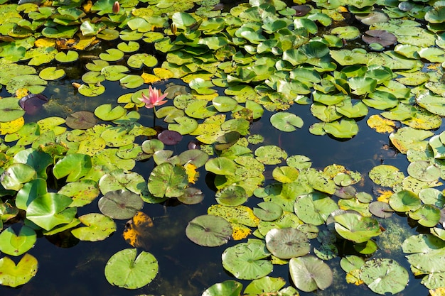 Wasserlilie im See