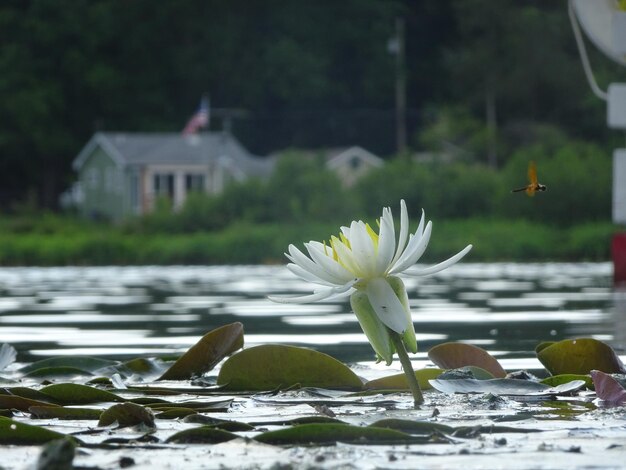 Foto wasserlilie im see