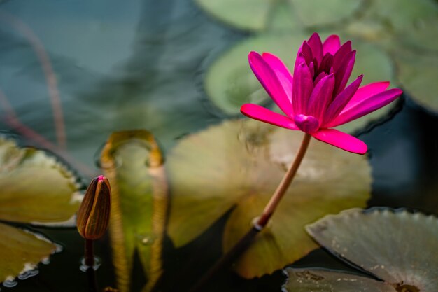 Wasserlilie im Teich