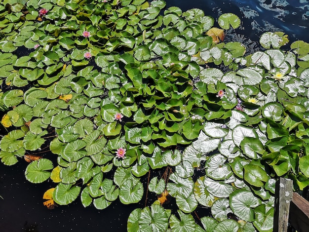 Foto wasserlilien auf blättern, die auf dem see schwimmen