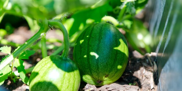 Wassermelone, die an sonnigen Sommertagen im Topf wächst