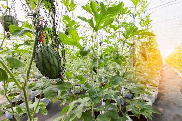 Wassermelone im Gewächshaus hängen