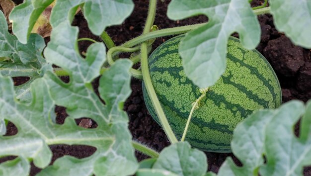 Wassermelone in Blättern auf dem Feldhintergrund