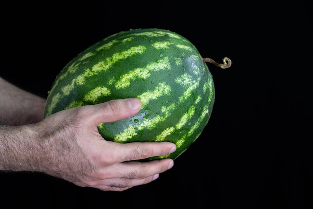 Wassermelone in den Händen auf schwarzem Hintergrund