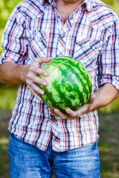 Wassermelone in den Händen eines Mannes in der Natur