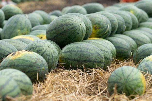 Wassermelone Obst Bio