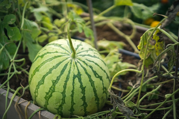 Wassermelone wächst im Biogarten, bereit zu ernten. Süße Frucht