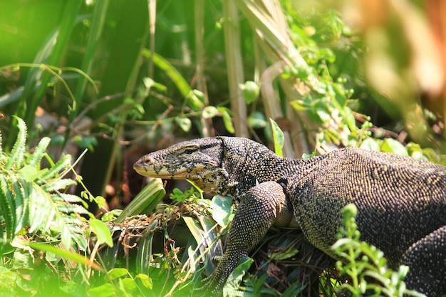 Wassermonitor oder Varanus Salvator ist Reptilien und Amphibien leben im Wald von Thailand.