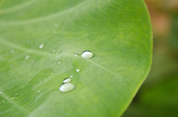 Wasserperlentropfen auf grünem Blatt