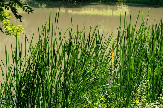 Wasserpflanzen am Ufer des Sees