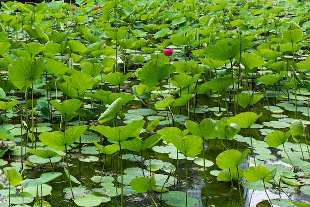 Wasserpflanzen mit Blumen in einem Teich