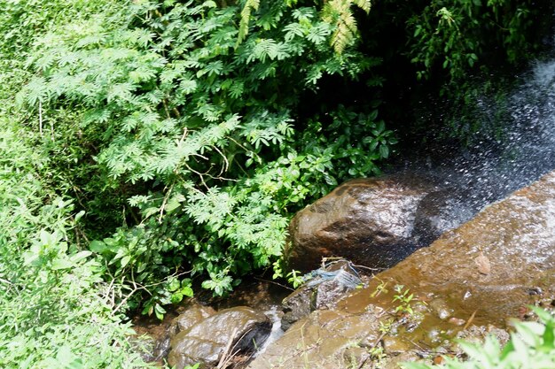 Wasserquelle im Wald