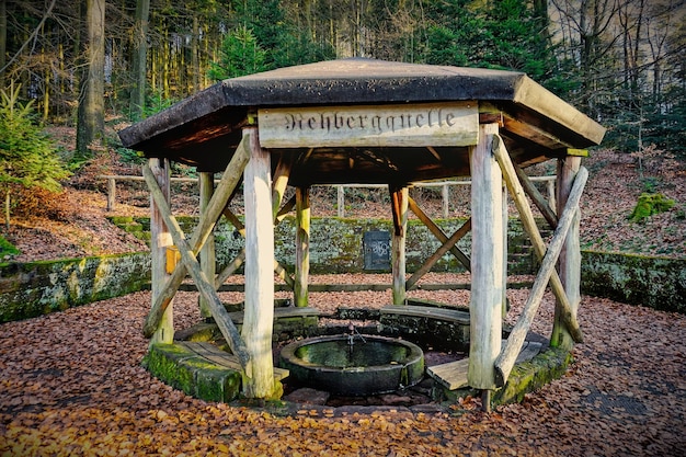 Wasserquelle im Wald