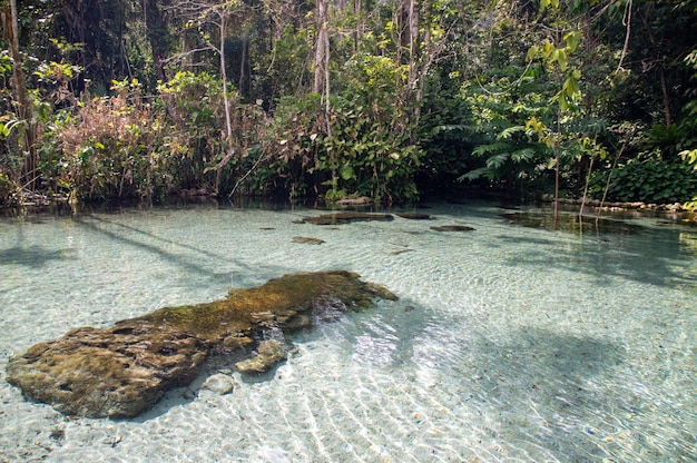 Wasserscheidenwald in Surat Thani Thailand hat kristallklares Wasser. Die meistbesuchte Touristenattraktion