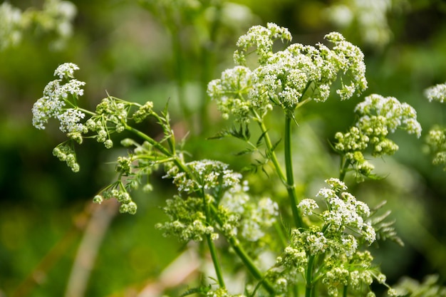 Wasserschierling (Conium maculatum) Blumen