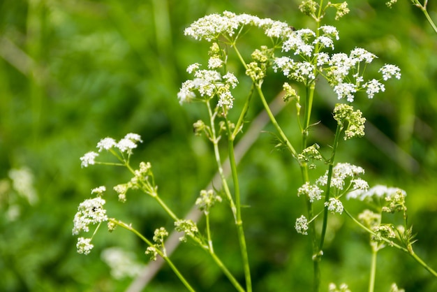 Wasserschierling Conium maculatum Blumen