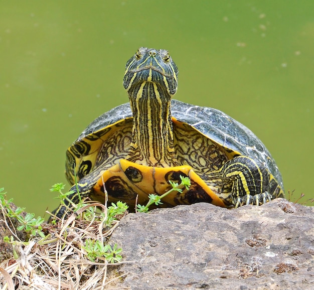 Wasserschildkröte