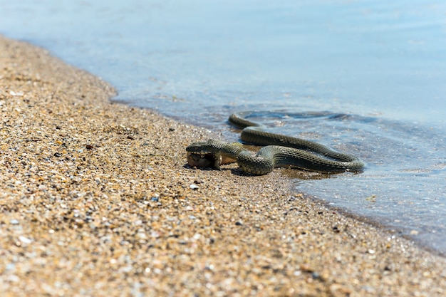 Wasserschlange mit dem Einschluss von Fischen am Ufer des Teiches