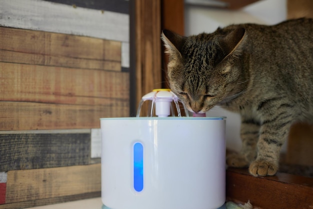 Wasserspender für Haustiere mit automatischer Schwerkraftnachfüllung