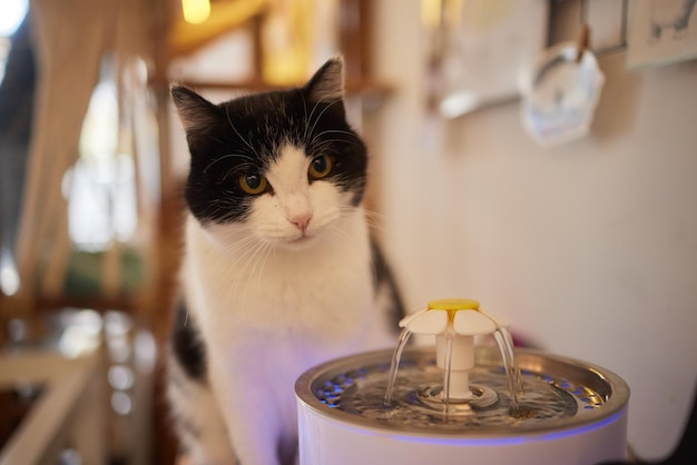 Wasserspender für Haustiere mit automatischer Schwerkraftnachfüllung